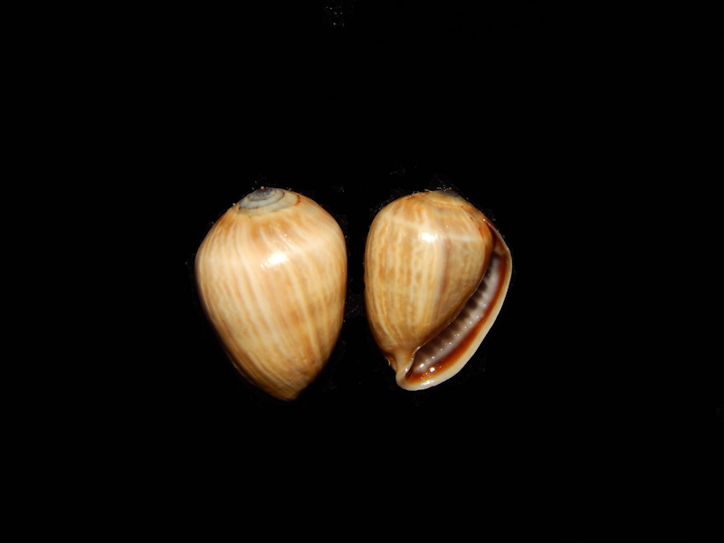 (image for) Ellobidae