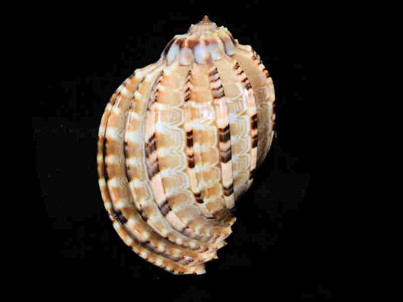 Harpa articularis 3 ¾” or 95.48mm."Gorgeous Philippines" Lot#17968 (image for) Harpa articularis 3 ¾” or 95.48mm."Gorgeous Philippines" Lot#17968