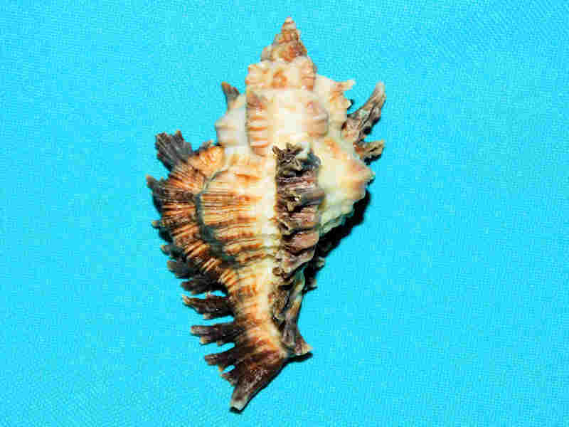 (image for) Chicoreus florifer 2 7/8” or 71.79mm W/O "Beautiful" Lot#17966