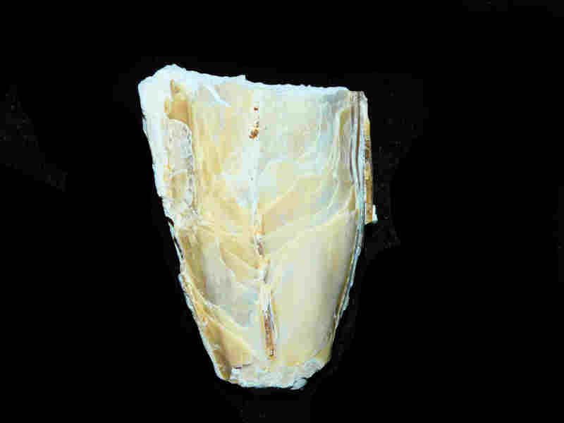 (image for) Atrina sp. 2 3/8” or 59.15mm. Un-Named, Un-describedLot#17979