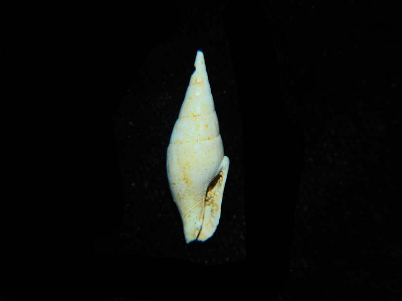 Modal Additional Images for Mitrella hayesorum 16.40mm."Farley Creek Chipola" Lot#17905