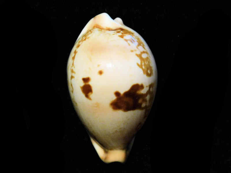 (image for) Austrasiatica hirasei f. philippina "Very Rare" LOT#901224JB