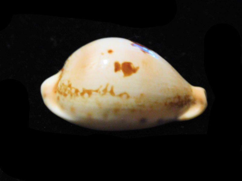 Austrasiatica hirasei f. philippina "Very Rare" LOT#901224JB