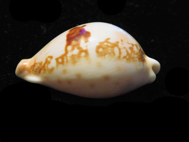 Austrasiatica hirasei f. philippina "Very Rare" LOT#901224JB