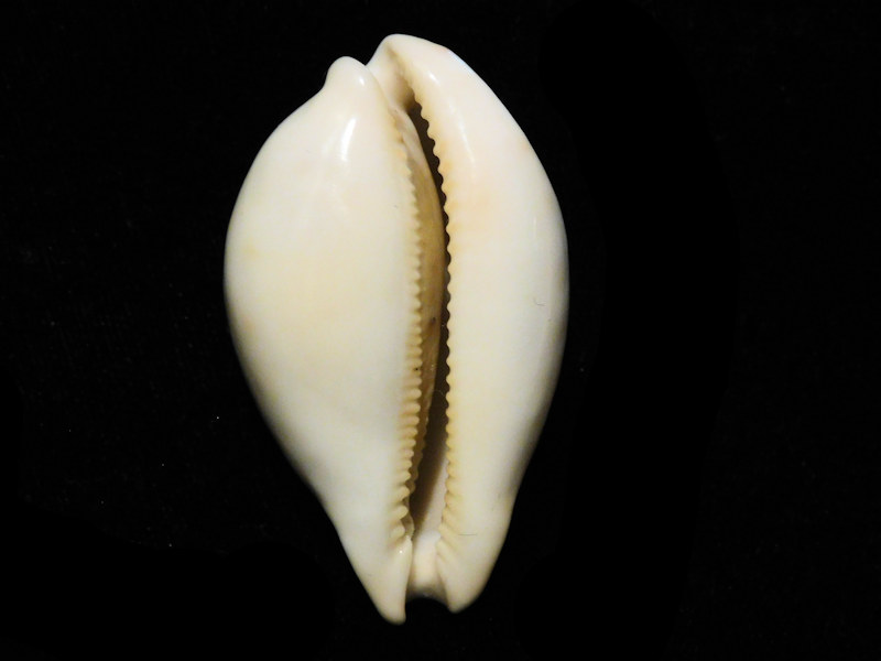 Modal Additional Images for Austrasiatica hirasei f. philippina "Very Rare" LOT#901224JB