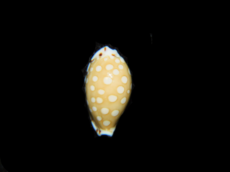 (image for) Cribrarula cumingii 15.34mm "Gem Beauty" LOT#901316JB