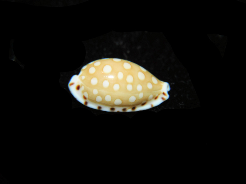 Cribrarula cumingii 15.34mm "Gem Beauty" LOT#901316JB