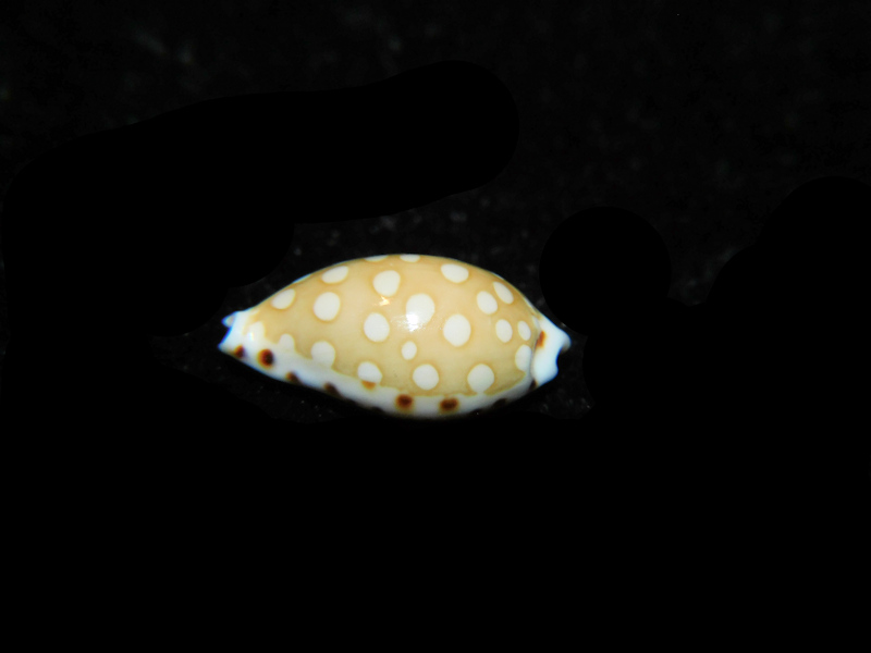 Cribrarula cumingii 15.34mm "Gem Beauty" LOT#901316JB