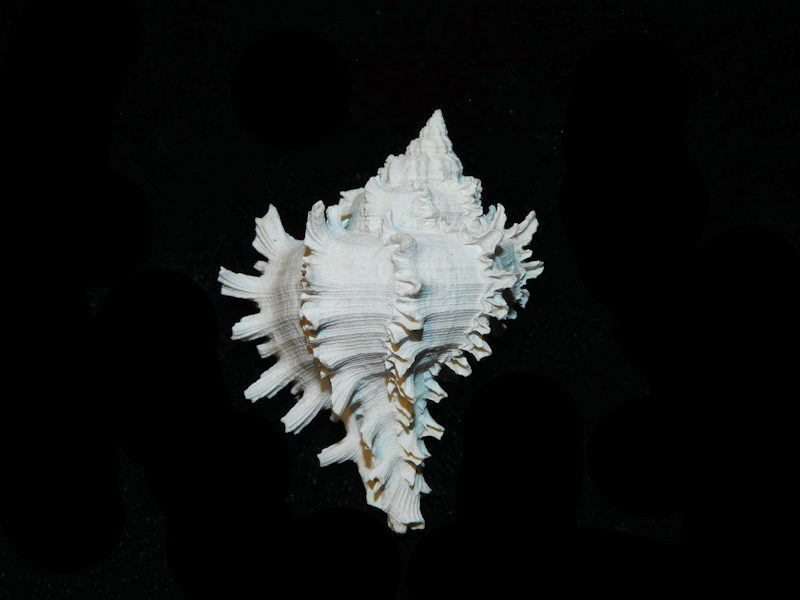 (image for) Hexaplex jameshoubricki 41.74mm."RaRE"LOT#700987G