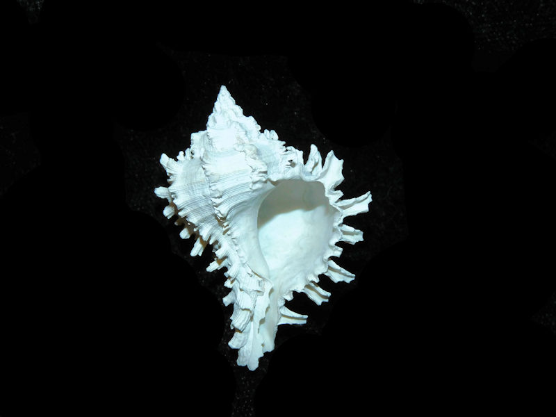 Modal Additional Images for Hexaplex jameshoubricki 41.74mm."RaRE"LOT#700987G