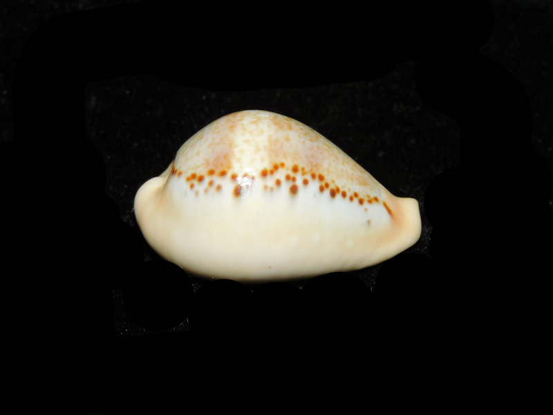 Paradusta hungerfordi 1 3/8” or 33.50mm "Outstanding Variant" Lot#901277JB