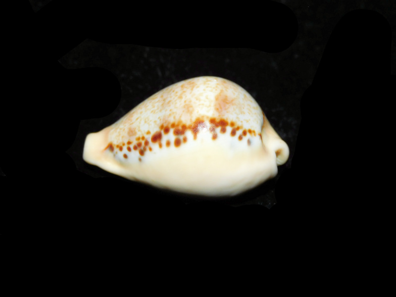 Paradusta hungerfordi 1 3/8” or 33.50mm "Outstanding Variant" Lot#901277JB