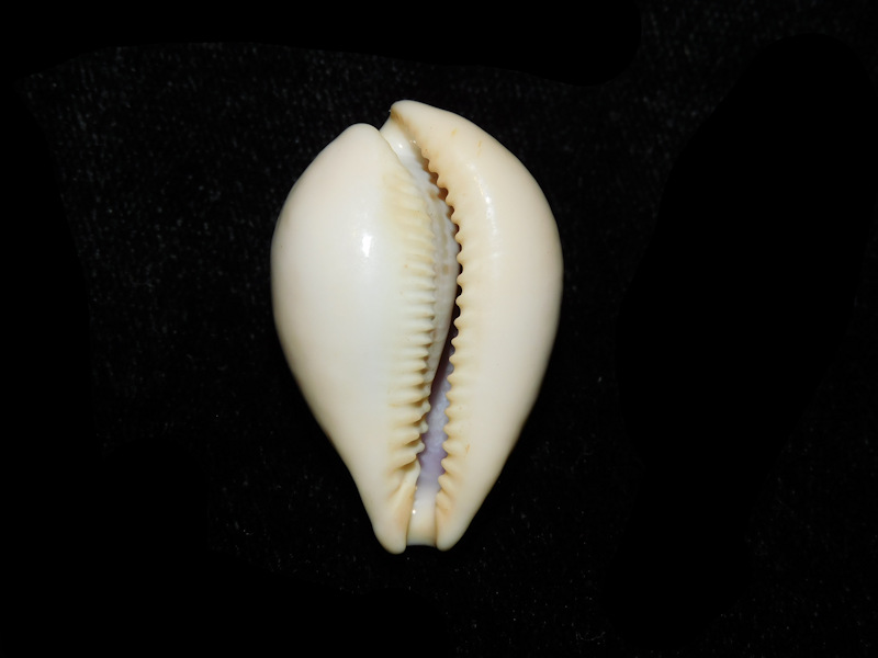 Modal Additional Images for Paradusta hungerfordi 1 3/8” or 33.50mm "Outstanding Variant" Lot#901277JB