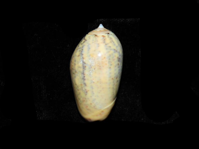 Oliva (Strephona) incrassata 1 3/4” or 44.06mm."Baja" #17832