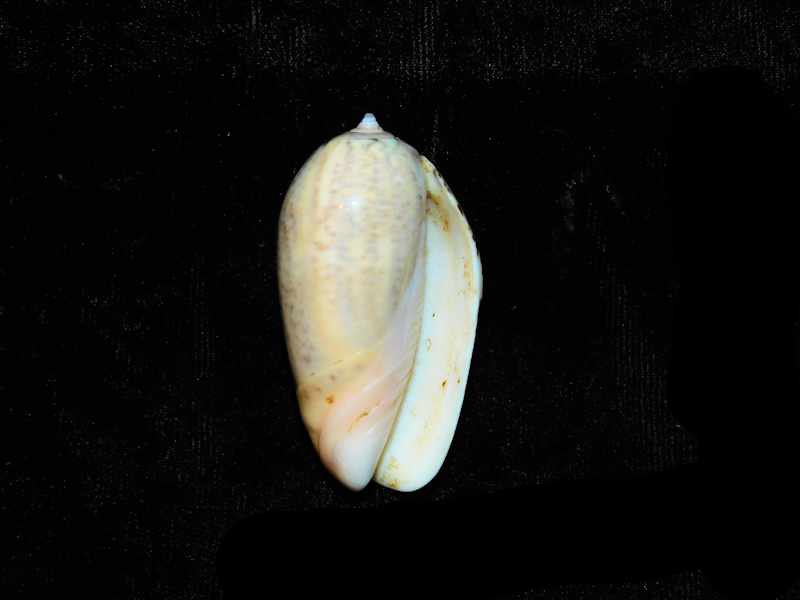 Oliva (Strephona) incrassata 1 3/4” or 44.06mm."Baja" #17832