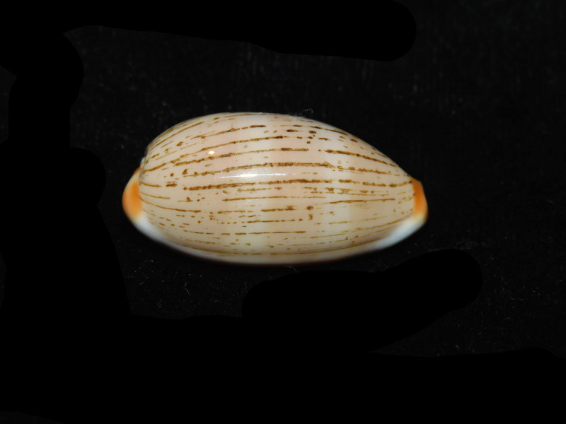 Luria isabellamexicana 1 ¼” or 30.32mm."Fantastic Panama" LOT#901253JB