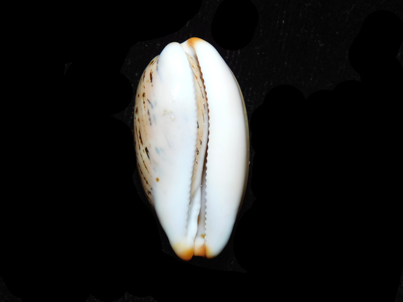 Modal Additional Images for Luria isabellamexicana 1 ¼” or 30.32mm."Fantastic Panama" LOT#901253JB