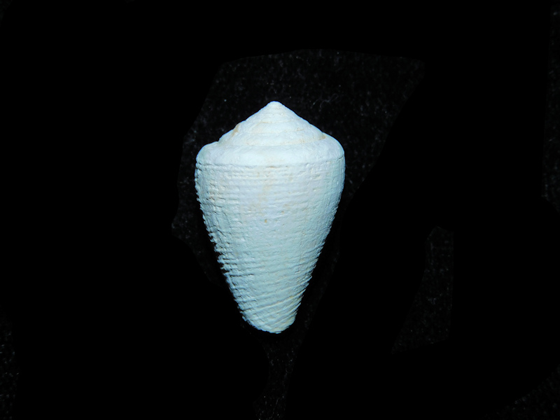 Artemidiconus isomitratus 21.22mm. "Miocene Chipola"#17816
