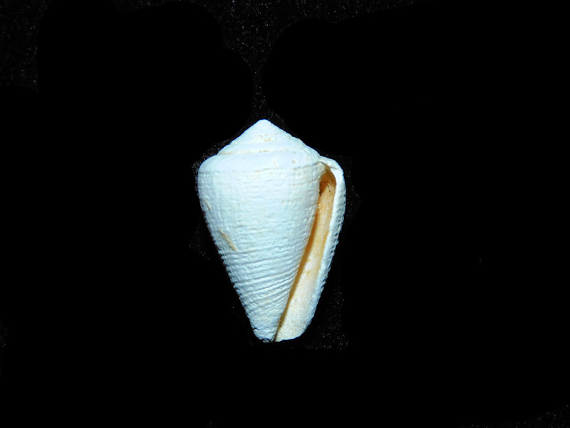 Artemidiconus isomitratus 21.22mm. "Miocene Chipola"#17816