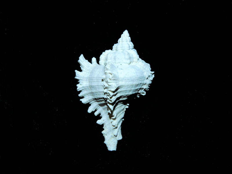 (image for) Hexaplex jameshoubricki 1 ½” or 35.16mm."Juvenile Rarely Seen" Lot#17895