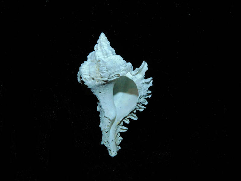 Modal Additional Images for Hexaplex jameshoubricki 1 ½” or 35.16mm."Juvenile Rarely Seen" Lot#17895