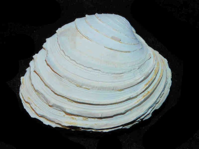 (image for) Mercenaria langdoni 2 7/8” or 73.30mm."Chipola Ten Mile Creek Miocene"Lot#17878