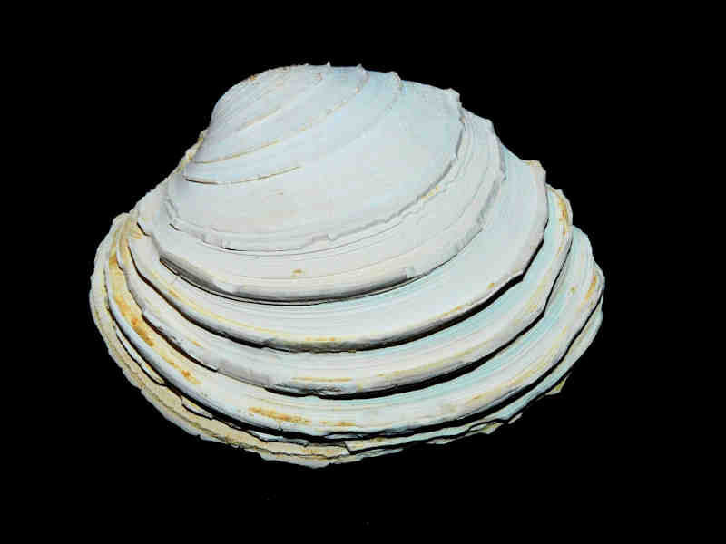 Modal Additional Images for Mercenaria langdoni 2 7/8” or 73.30mm."Chipola Ten Mile Creek Miocene"Lot#17878