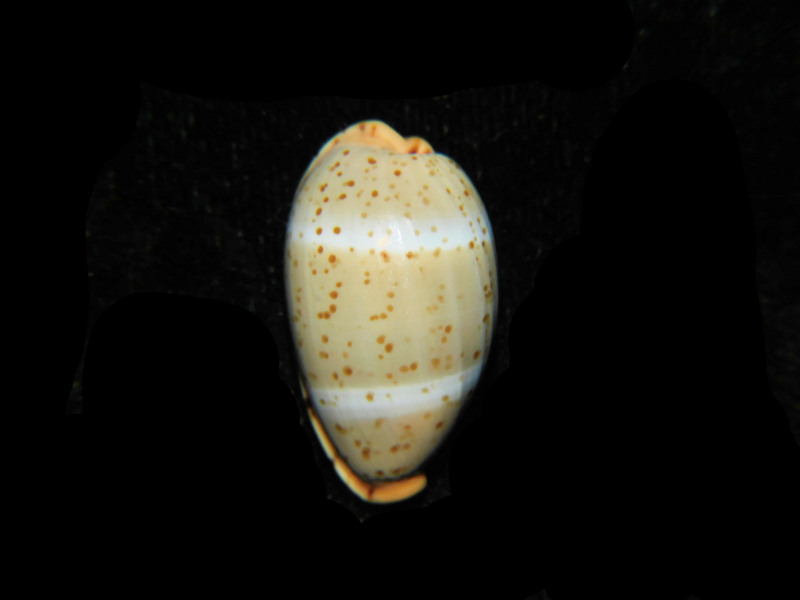 (image for) Palmadusta lutea 24.29mm "Giant Specimen" LOT#901314JB