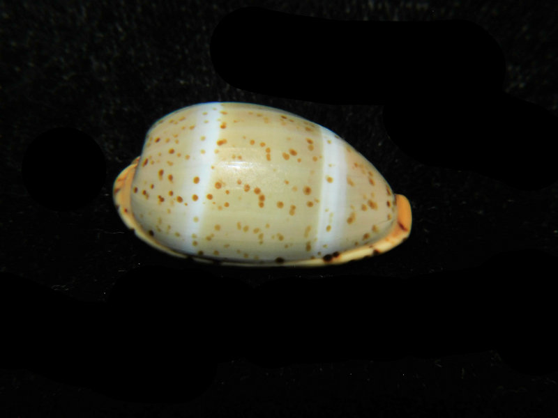 Palmadusta lutea 24.29mm "Giant Specimen" LOT#901314JB