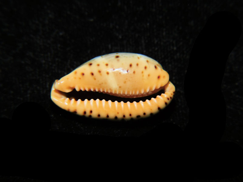 Modal Additional Images for Palmadusta lutea 24.29mm "Giant Specimen" LOT#901314JB