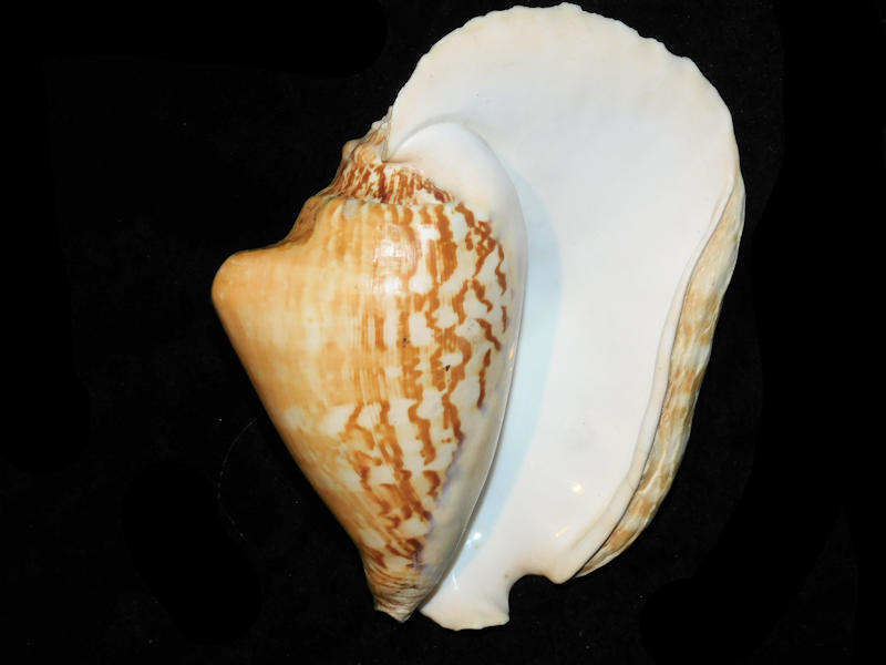 Modal Additional Images for Strombus latissimus 6 ¾” or 169.57mm."Very Large" LOT#901298JB