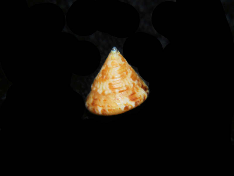 (image for) Calliostoma laugieri 10.61mm. "Lovely Spanish Calliostoma"Lot#17919
