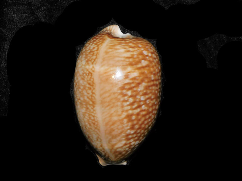 (image for) Macrocypraea cervus 4 ½” or 111.58mm."Masthead Ledge" LOT#904005DG