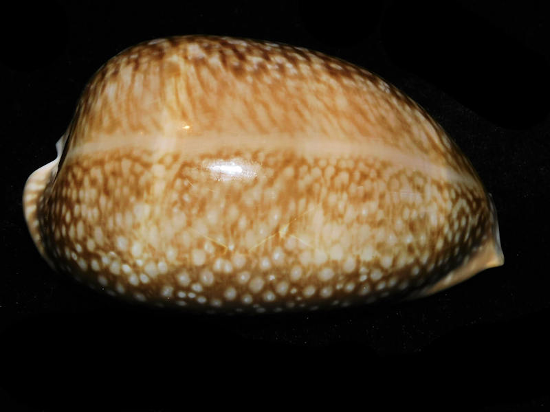 Macrocypraea cervus 4 ½” or 111.58mm."Masthead Ledge" LOT#904005DG