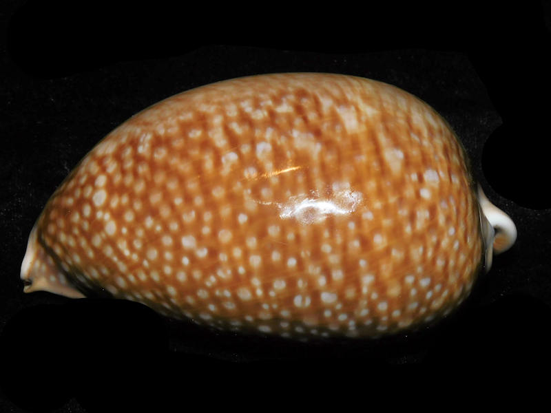 Macrocypraea cervus 4 ½” or 111.58mm."Masthead Ledge" LOT#904005DG