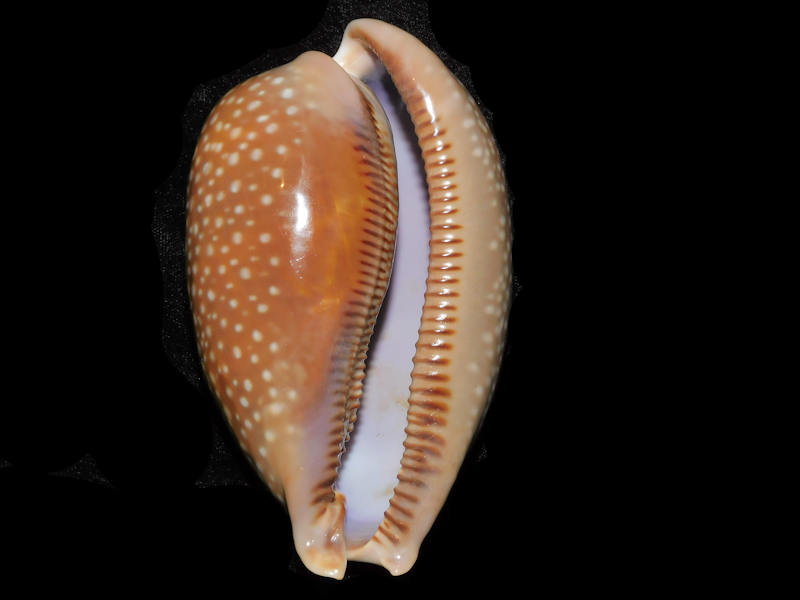 Modal Additional Images for Macrocypraea cervus 4 ½” or 111.58mm."Masthead Ledge" LOT#904005DG