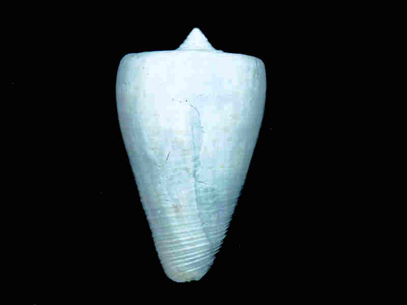 (image for) Lindaconus lemoni 2” or 49.29mm. " Fossil Conus Very Rare Now" Lot#17961