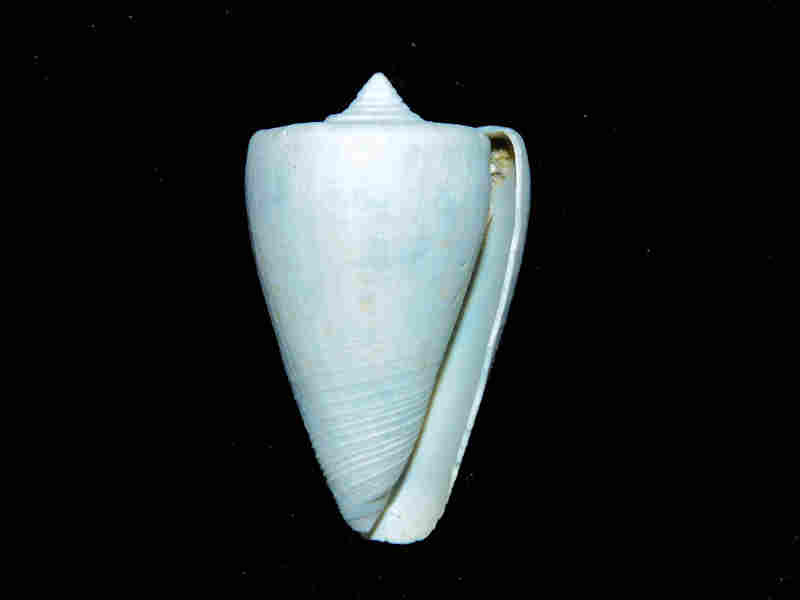 Modal Additional Images for Lindaconus lemoni 2” or 49.29mm. " Fossil Conus Very Rare Now" Lot#17961