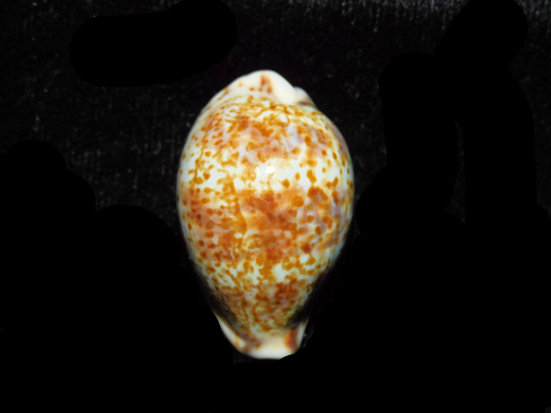 (image for) Palmadusta lentiginosa 1 ¼” or 30.79mm "Bombay" LOT#901319JB