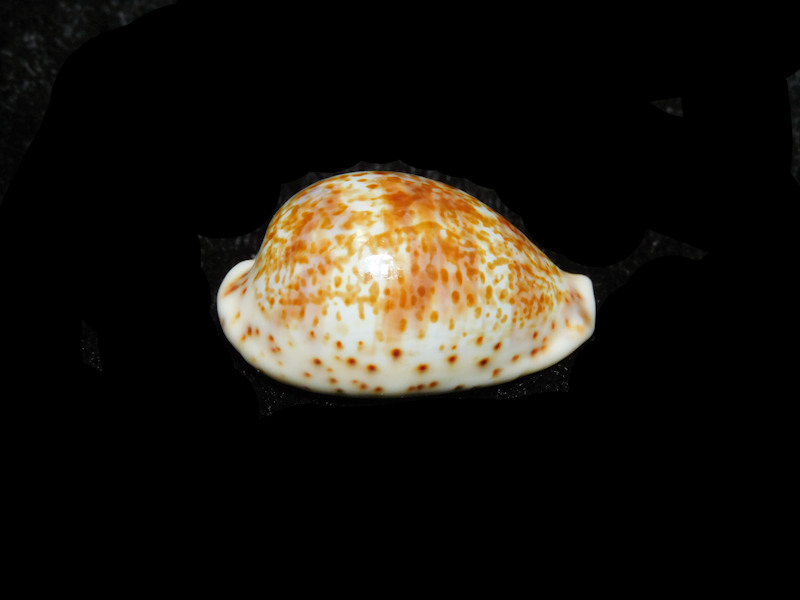 Palmadusta lentiginosa 1 ¼” or 30.79mm "Bombay" LOT#901319JB