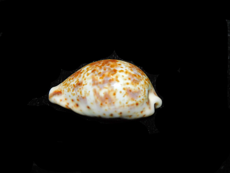 Palmadusta lentiginosa 1 ¼” or 30.79mm "Bombay" LOT#901319JB
