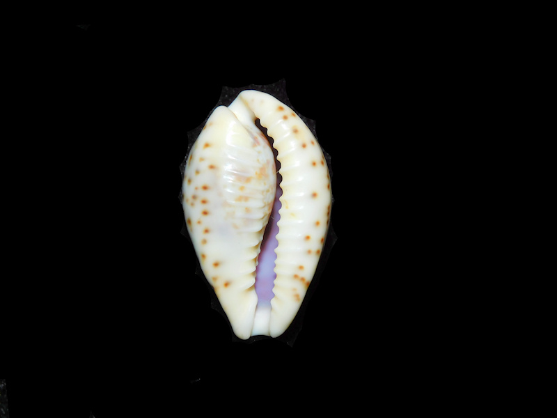 Modal Additional Images for Palmadusta lentiginosa 1 ¼” or 30.79mm "Bombay" LOT#901319JB