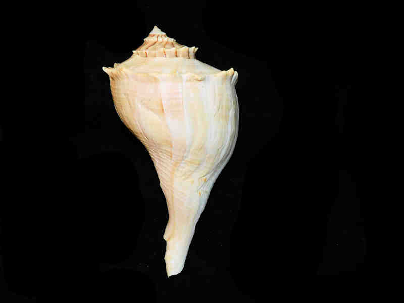 (image for) Sinistrofulgur sinistrum 6 3/4” or 169.97mm. w/o "Sanibel 1970's" Lot#17889