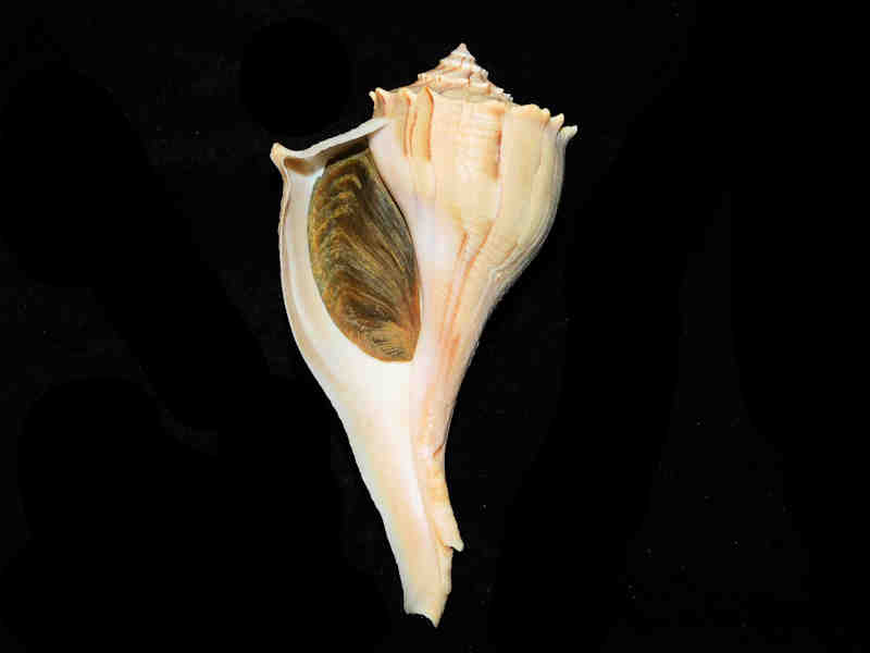 Modal Additional Images for Sinistrofulgur sinistrum 6 3/4” or 169.97mm. w/o "Sanibel 1970's" Lot#17889