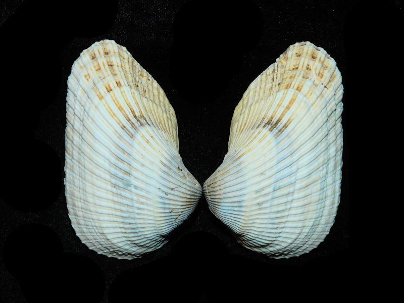 Noetiidae : Florida Seashells and Fossils|, Specimen Shells and Fossil ...