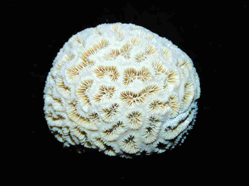 (image for) Barysmilia intermedia 2 " or 49.79mm."Ultra-Rare Golden Gate" Lot#17958
