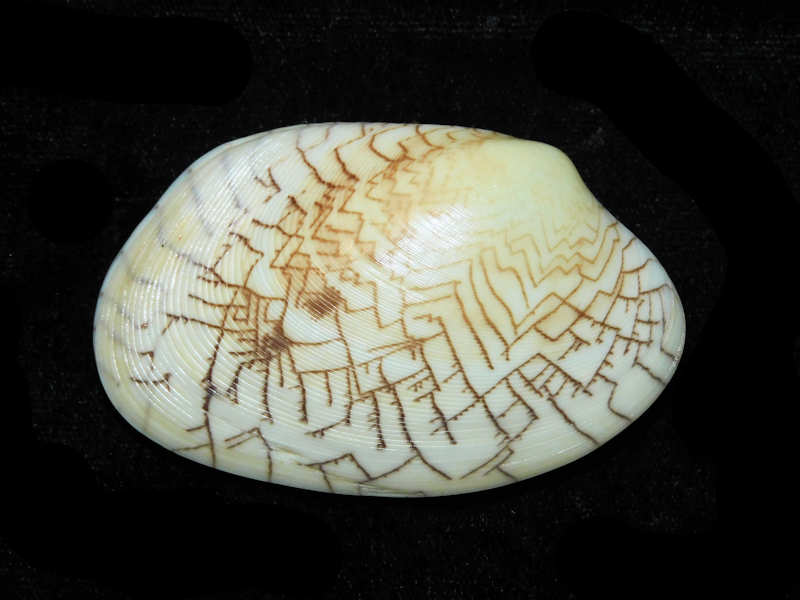 (image for) Tapes literatus 2 ¾” or 70.54mm "Lovely ZigZag" LOT#700991G