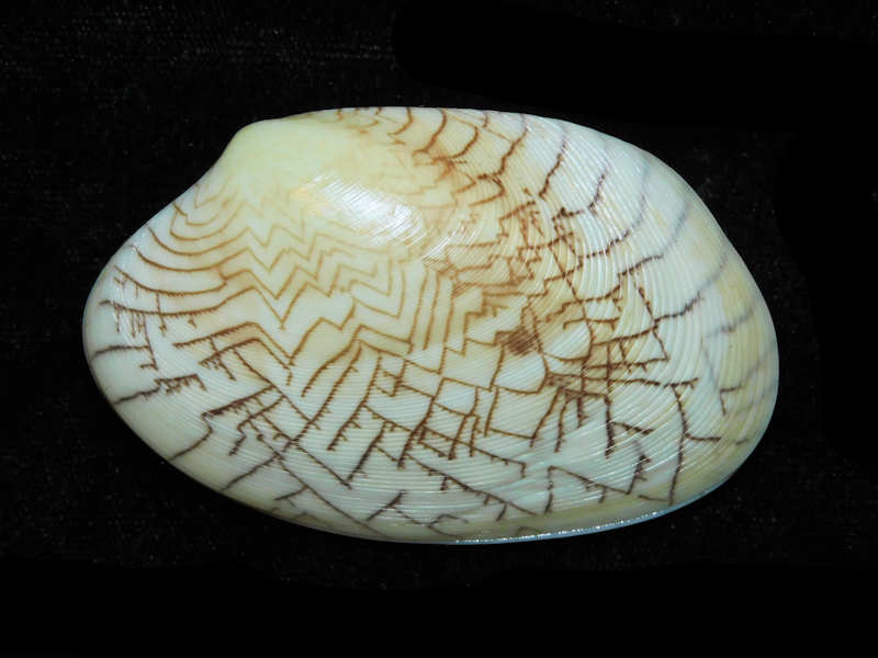 Modal Additional Images for Tapes literatus 2 ¾” or 70.54mm "Lovely ZigZag" LOT#700991G