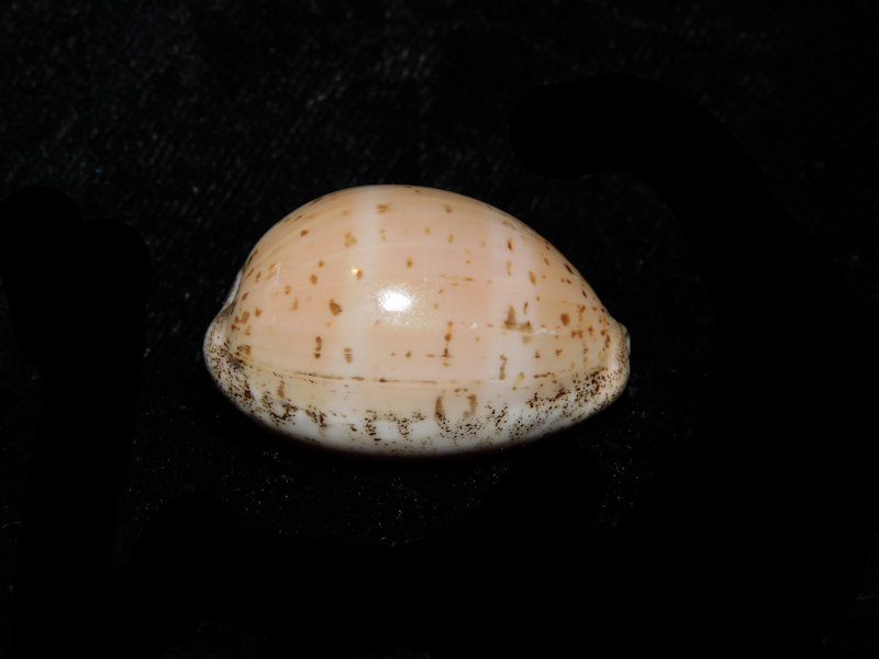 Luria cinerea 1 ¼” or 31.08mm."Giant & Superb" LOT#901252JB