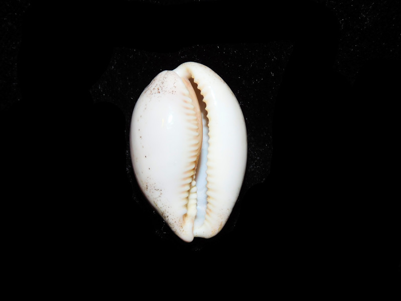 Modal Additional Images for Luria cinerea 1 ¼” or 31.08mm."Giant & Superb" LOT#901252JB